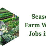 Seasonal Vegetable Packer Farm Jobs in UK 2025