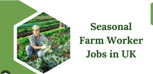 Seasonal Vegetable Packer Farm Jobs in UK 2025