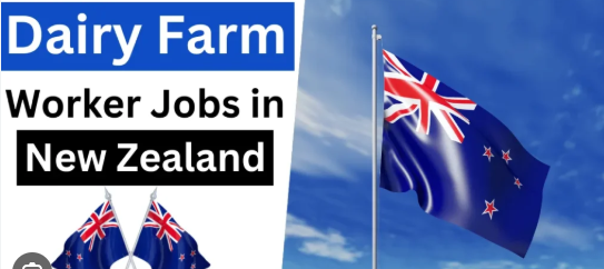 Visa Sponsorship Dairy Farm Workers Jobs in New Zealand