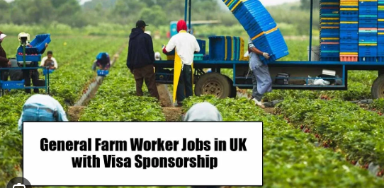 Farm Stock Worker Jobs in UK 2025 – Apply Now